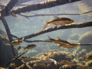 A school of Fiery Redfin in the Rondegat River; it had been extirpated from the lower reaches of the river by Smallmouth Bass. Credit: SAIAB/O. Weyl