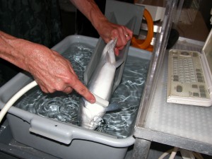 Ultrasonography of Redfish Lake Sockeye - credit Debbie Frost