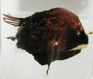 Deep Sea Anglerfish have parasitic males that could be considered polyandrous