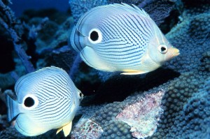 Four-eye butterfly fish mate for life