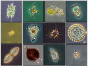 Phytoplankton. Credit: Noaa