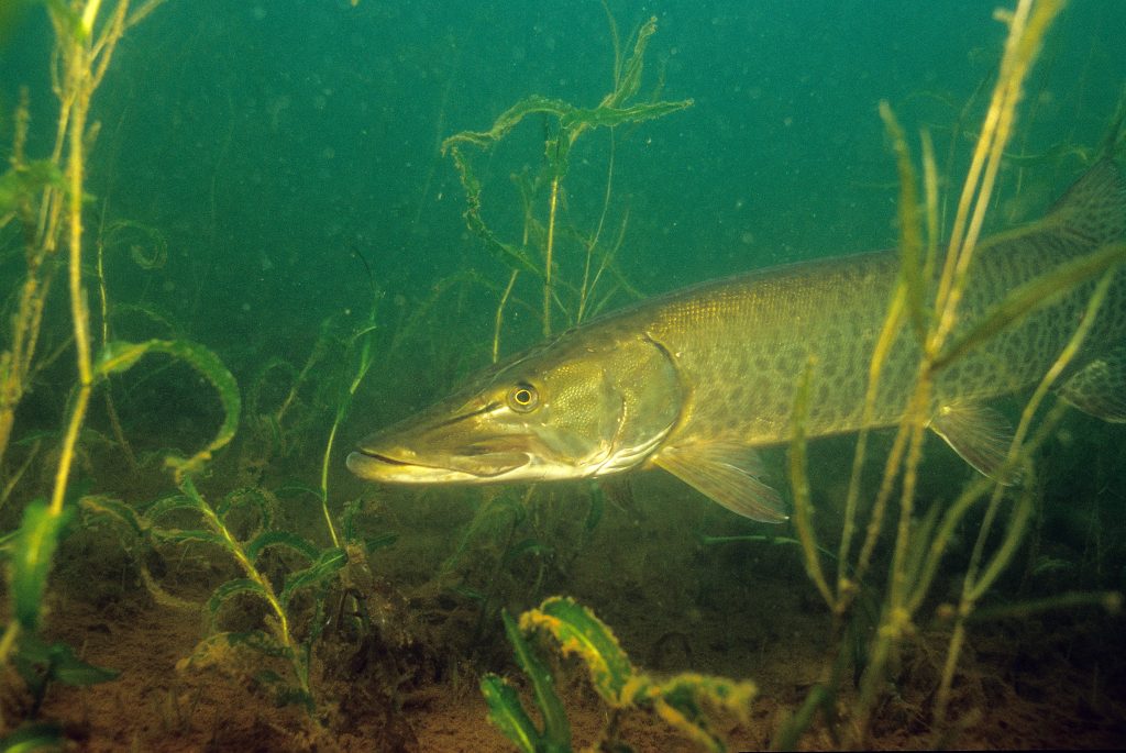 A Fish Habitat Conservation Framework for Minnesota Lakes ...