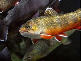 brooktrout