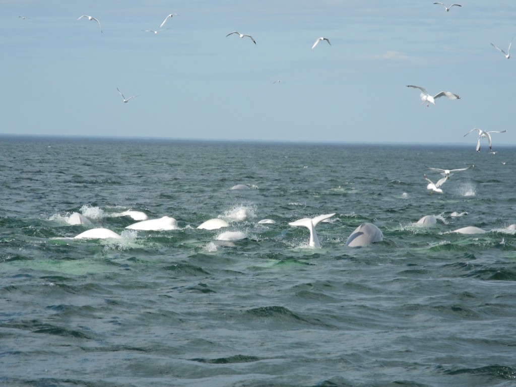 Beluga Whales in the Churchill River estuary. Photo credit: Marci Trana.