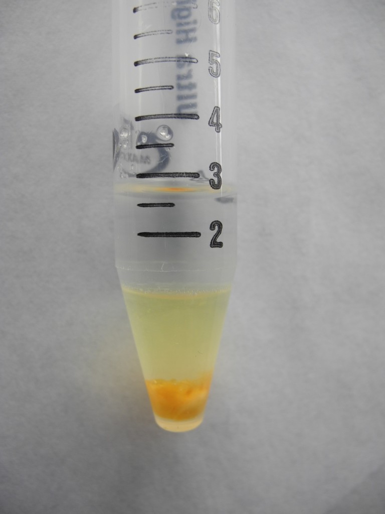 Beluga Whale blubber extraction in progress. The lipid layer (light yellow) and interstitial tissue (dark yellow) pelleted against the bottom of the vial. Photo credit: Marci Trana.