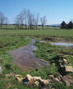 Two small pools were excavated at this springhead in a pasture to create habitat for stocked Barrens Topminnows. Photo credit: P. Bettoli, USGS.