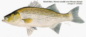 hybrid striped bass. saxatilis.credit.dec.ny.gov