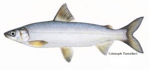 lakewhitefish