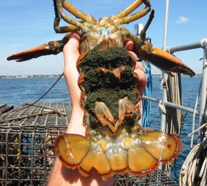 lobster fisheries