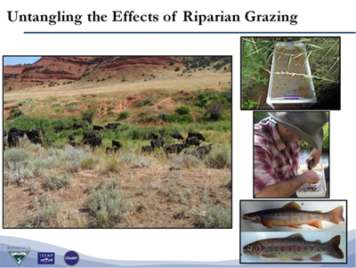 Timing, duration, and frequency of livestock grazing, as well as wildlife browse rates, contribute to the sustainability of riparian and stream ecosystems. Credit: USDA Forest Service  
