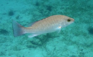 Grey_snapper_-_Lutjanus_griseus