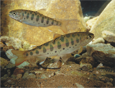 Masu Salmon (Oncorhynchus masu)