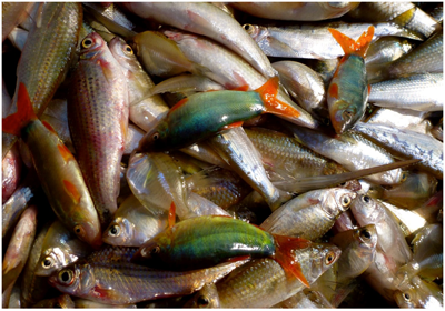 The Mekong is home to almost 1,000 fish species. Credit: Thomas Pool  