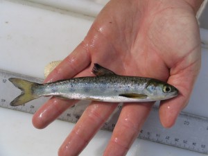 smolt