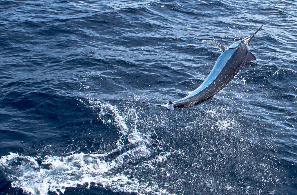 Black marlin jumping with sat tag