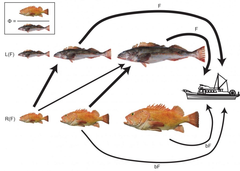 This diagram illustrates the dynamics of lingcod (top) and rockfish. Arrows represent mortality -- through fishing or eating -- and widths approximate the relative numbers of fish. Credit: U of Washington/U of Maryland/WDFW/FDA