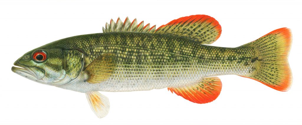 Chattahoochee bass. Illustration by Joseph Tomelleri