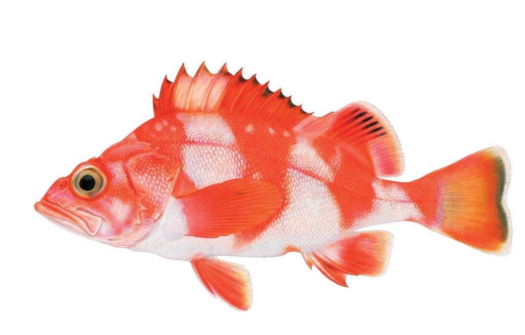 Redbanded Rockfish. Illustration by Joseph Tomelleri 