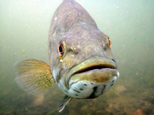 Photo credit: Gretchen J. A. Hansen, Minnesota Department of Natural Resources.