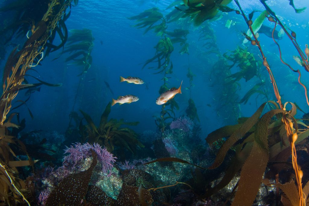 Olive rockfish juveniles swimming through giant kelp and rocky reef essential fish habitat. Credit: Adam Obaza, NOAA Affiliate