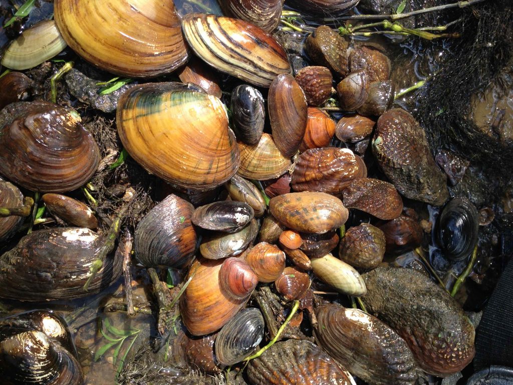 An example of the richness of native freshwater mussels from the Midwest. Photo credit: Christopher Owen 