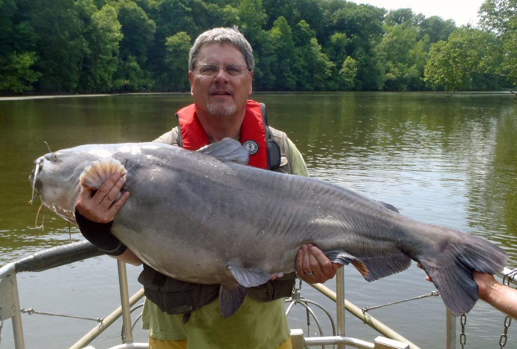 41-kg Blue Catfish captured for feeding study from Rappahannock River, Virginia. Photo credit: Jason Emmel 