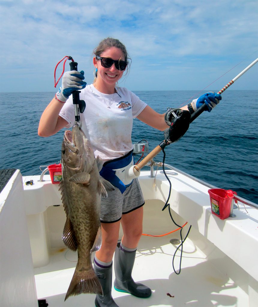 Gag grouper. Photo credit: FWC Fish and Wildlife Research Institute.