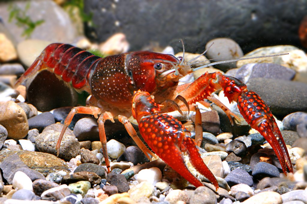 procambarus-clarkii-lukhaup