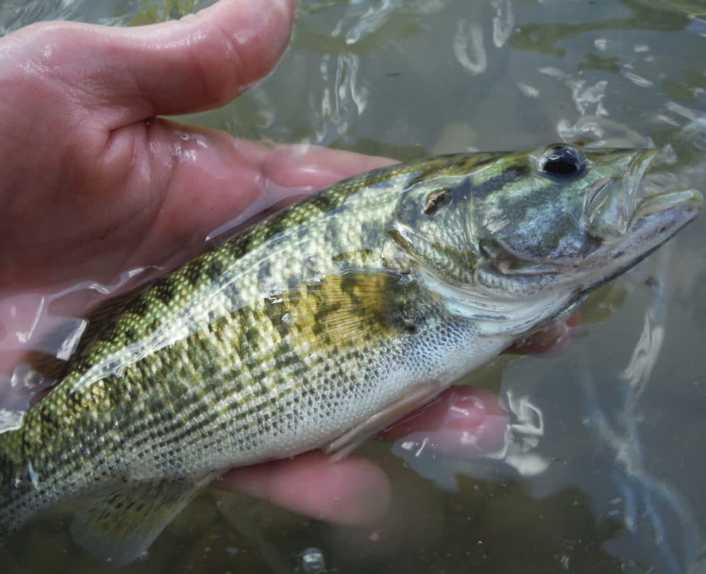 State Wildlife Action Plan Success Story: The Guadalupe Bass – American  Fisheries Society