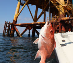 red-snapper-at-oil-rig