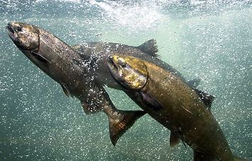 Alaska Chinook Salmon