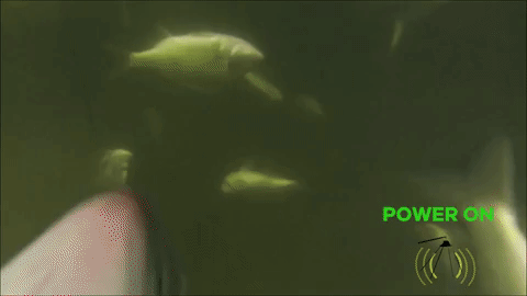 electrofishing underwater