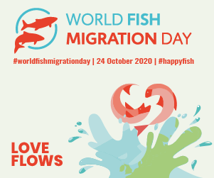 world fish migration day 2