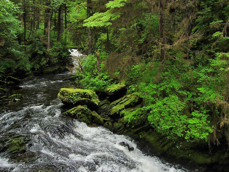 tongass natl forest
