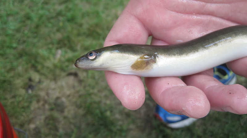 american eel USFWS