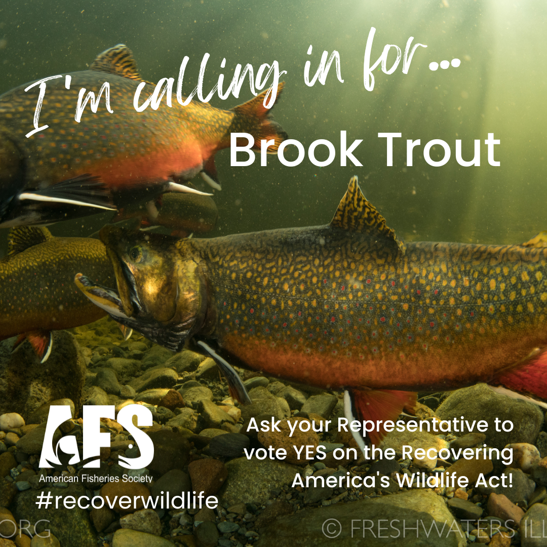 Brook Trout Recovering Americas Wildife Act (1)
