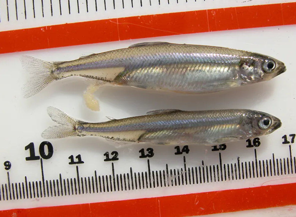 Delta Smelt - imperiled species