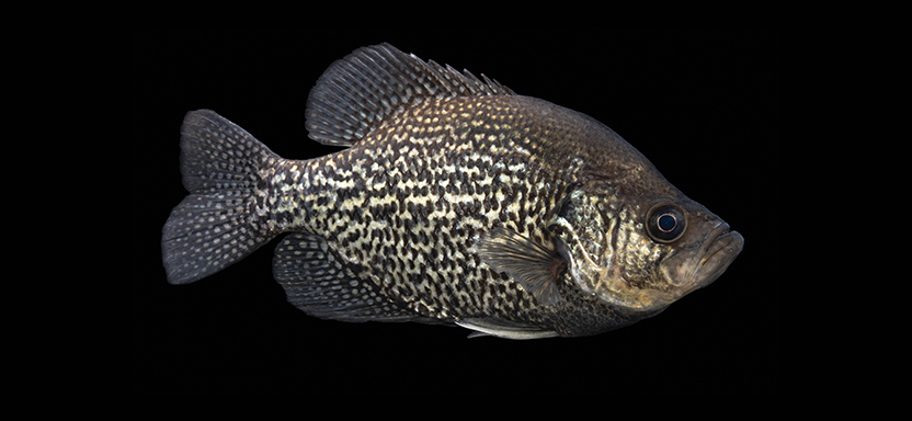 Revelations of genetic diversity of bass species can enhance conservation