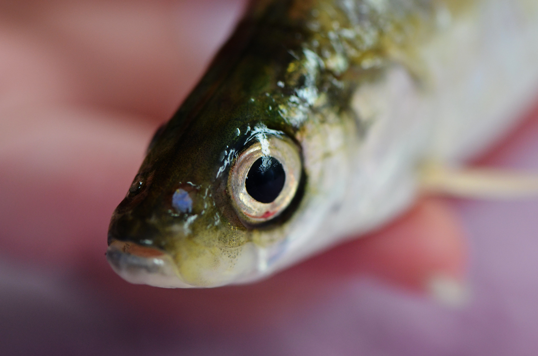 Lake Michigan Bloater, credit: Katie Steiger-Meister/ ﻿U.S. Fish & Wildlife Service